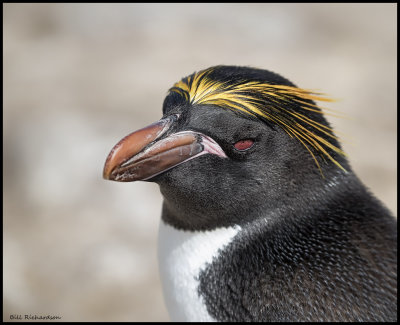 macaroni penguin.jpg