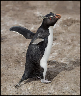 Rockhopper penguin flapping.jpg