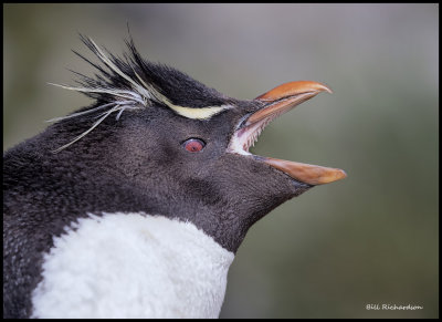 Rockhopper penguin profile squawking.jpg