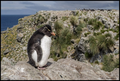 Rockhopper penguin hyperfocal.jpg