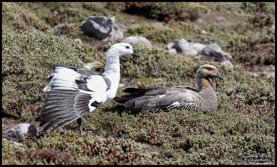 Upland Goose pair.jpg