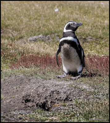 Magellanic penguin at burrow.jpg