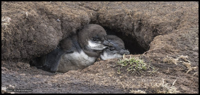 Magellanic penguin chicks in burrow.jpg
