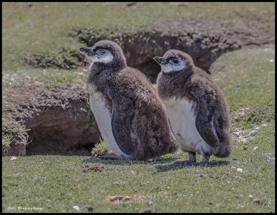 Magellanic penguin chicks.jpg