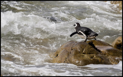 Magellanic penguin diving into sea.jpg