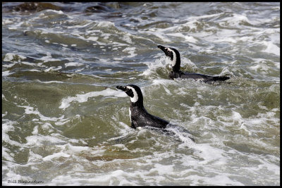 Magellanic penguins in the surf.jpg