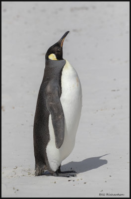 king penguin at attentiuon.jpg