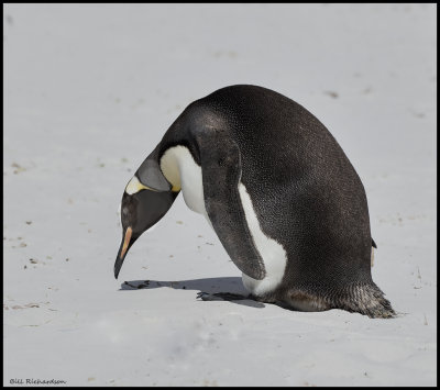 king penguin curious.jpg