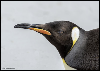 king penguin profile.jpg