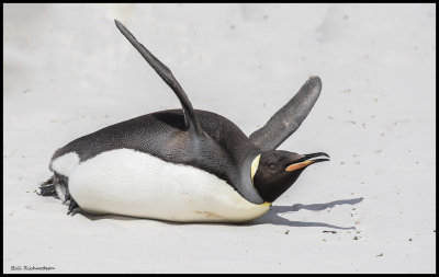 king penguin flying.jpg