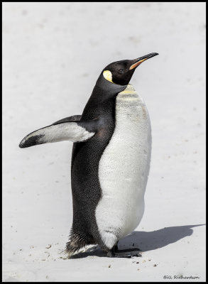 King penguin flappinng.jpg