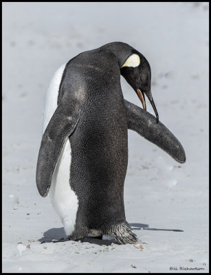 King penguin grooming.jpg