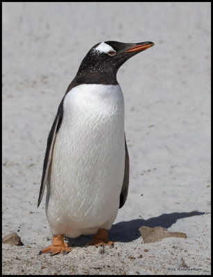 Gentoo Penguin.jpg
