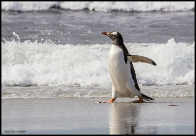 Gentoo Penguin in surf.jpg