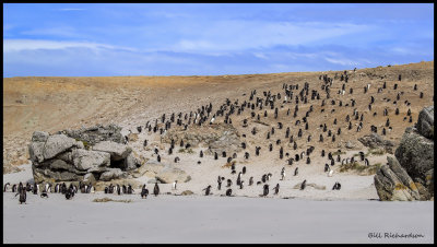 Gentoo Penguins march from the sea.jpg