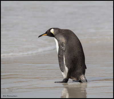 king penquin old man into the sea.jpg