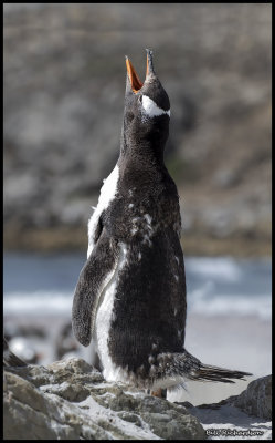 Gentoo Penguin chick howling.jpg
