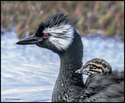 white tufted grebe w baby on backclose up.jpg