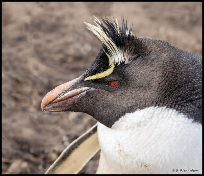 rockhopper penquin profile.jpg