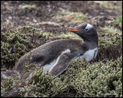 resting gentoo penguin.jpg