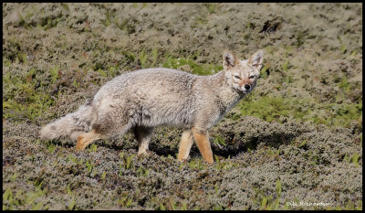 Falkland fox.jpg