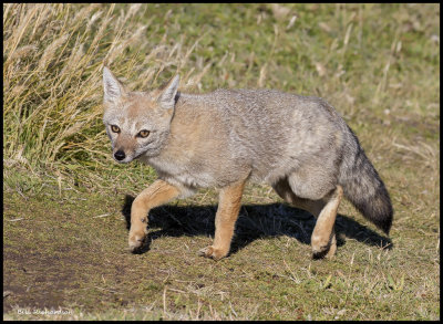 Falkland fox2.jpg