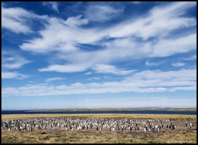 sky above penguin colony.jpg