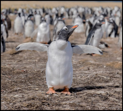 gentoo penguin flippers wide.jpg
