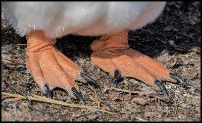 gentoo penguin feet.jpg