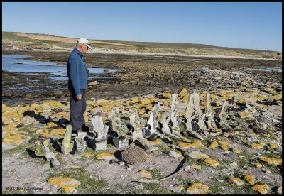 bones of beached whale.jpg