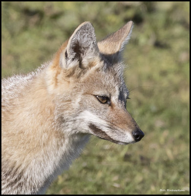 Falkland fox portrait.jpg
