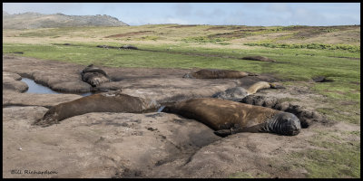 elephant seal wallow.jpg
