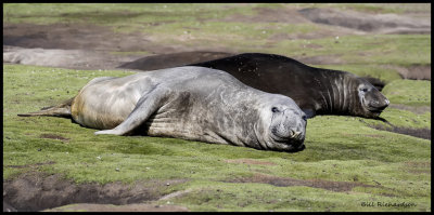 elephant seals molt and unmolt.jpg