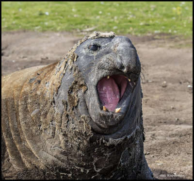 elephant seal bull molting.jpg