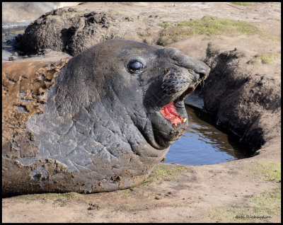 elephant seal mouth open3.jpg
