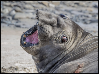 elephant seal mouth open2.jpg