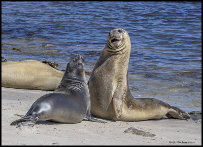 elephant seal mock fight.jpg
