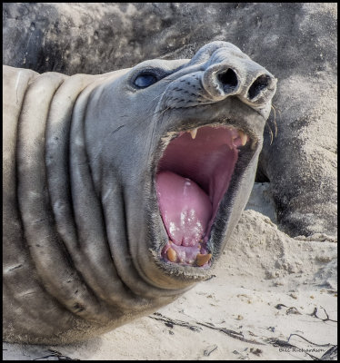 elephant seal mouth open.jpg