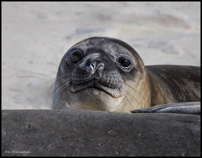 elephant seal pup laying on mom.jpg