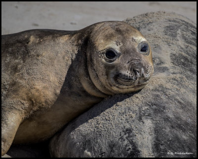 elephant seal pup laying on mom2.jpg