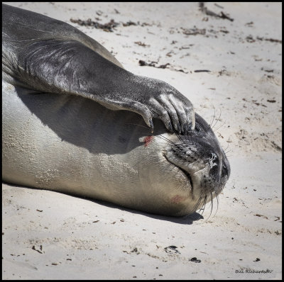elephant seal pup scratching.jpg
