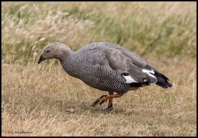 upland goose female.jpg