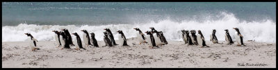 gentoo penguins march to the sea.jpg