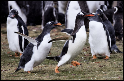 gentoo penguin chick chasing parent for food.jpg