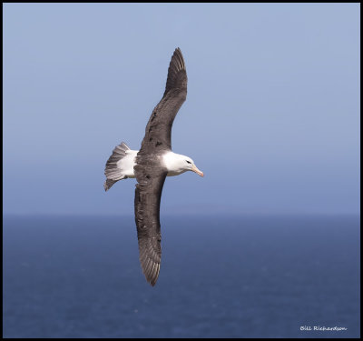 Black browed albatross over sea.jpg