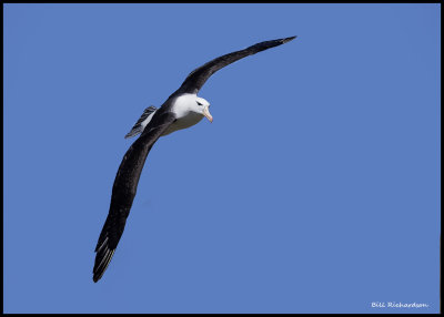 Black browed albatross2.jpg
