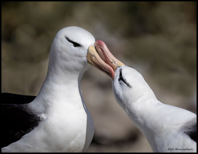 Black browed albatross beak rubbing ritual.jpg