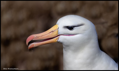 Black browed albatross head shot.jpg