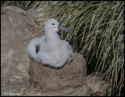 Black browed albatross chick on nest.jpg