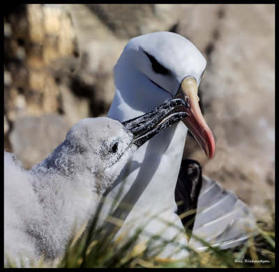 Black browed albatross chick begging.jpg